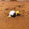 Small Rainbow Snail - Image 4