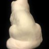 Sitting Long Hair Kitten - Image 2