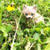 Small Kitty Set - Image 6