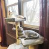 Realistic Cat - Image 3