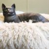 Realistic Cat - Image 2