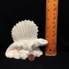 Dimetrodon On Rocks