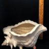 Large Conch Shell