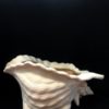 Large Conch Shell - Image 3