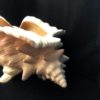 Large Conch Shell - Image 2