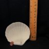 Tall Shell Soap Dish