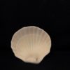 Tall Shell Soap Dish - Image 3