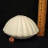 Clam Shell Box