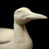 Large Loon - Image 4