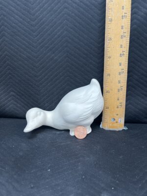 Curious Ducky