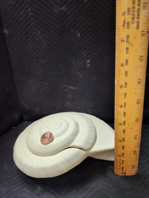 Spiral Seashell Box